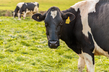 Dairy cow grazing in a meadow of pasture on a farm
