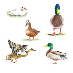 Wild ducks in different poses - 476392774