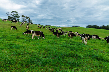 Naklejka na ściany i meble Dairy cow grazing in a meadow of pasture on a farm