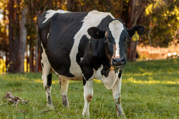 Dairy cow grazing in a meadow of pasture on a farm