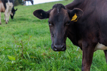 Dairy cow grazing in a meadow of pasture on a farm