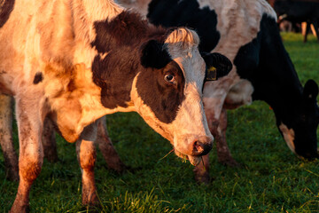 Dairy cow grazing in a meadow of pasture on a farm
