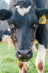 Dairy cow grazing in a meadow of pasture on a farm