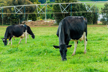 Dairy cow grazing in a meadow of pasture on a farm