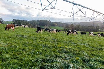 Dairy cow grazing in a meadow of pasture on a farm