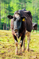 Dairy cow grazing in a meadow of pasture on a farm