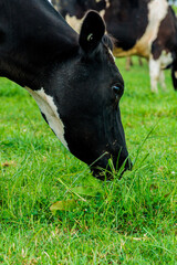 Dairy cow grazing in a meadow of pasture on a farm