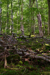 Das Naturschutzgebiet Lösershag bei Oberbach-Wildflecken, Biosphärenreservat Rhön, Unterfranken, Franken, Bayern, Deutschland
