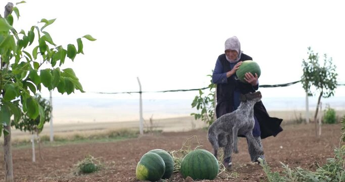 An experienced woman farmer in an agricultural field with a ripe watermelon in her hands and harvesting with her naughty dog