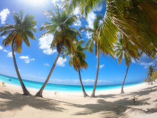 Amazing tropical paradise beach with white sand, coconut palms, sea and blue sky, outdoor travel background, summer holiday concept, natural wallpaper. Caribbean, Saona island, Dominican Republic