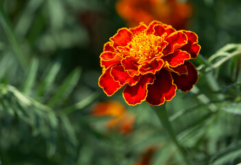 One marigold flower photographed up close. A bright orange flower.