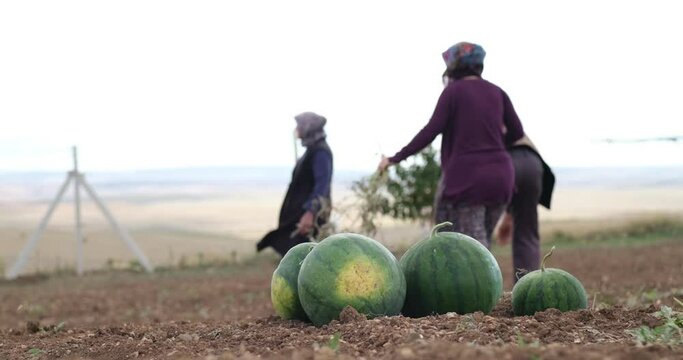An experienced farmer family in an agricultural field with ripe watermelons in the foreground 