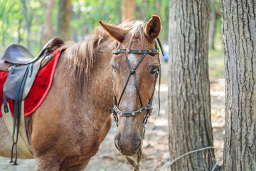 Obraz premium Horse's white eye. A horse is tied to a tree in the forest
