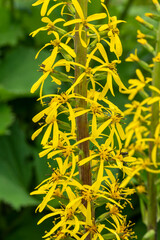 Ligularia 'Zepter' a summer autumn fall flowering plant with a yellow summertime flower commonly known as Leopard Plant, stock photo image