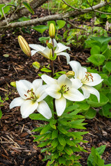 Lily 'Navona' (lilium) a summer flowering bulbous plant with a white summertime flower commonly known as an Asiatic lily, stock photo image
