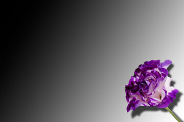 Violet carnation with shadow isolated on gradient background