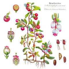 Bearberry shrub (Arctostaphylos uva-ursi). Medicinal, tanning and dyeing plant.  Botanical illustration with individual elements of the plant, made with watercolor paints on paper.