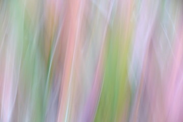 A colorful pattern. The picture is taken blurred by panning the camera. Chinese silvergrass.