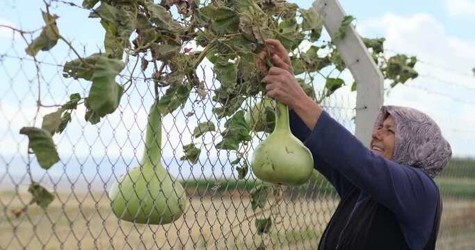 A happy  farmer woman pick up calabash hanging on the fence