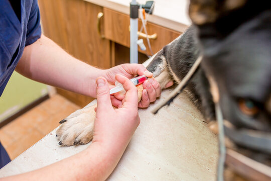 Veterinary doctor treats a German Shepherd dog in a veterinary clinic. The specialist injects a dropper into the dog's paw.