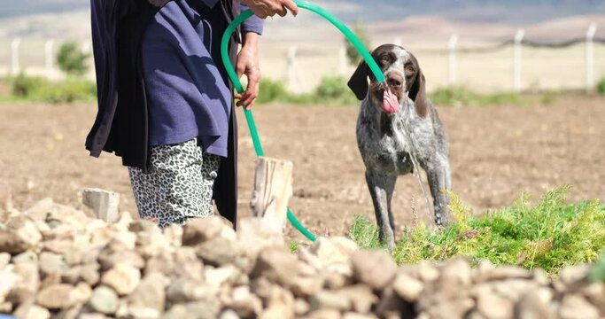 A farmer woman giving water to the thirsty dog in the greenhouse 
