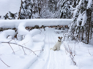 A dog in the winter forest. Ski trail.