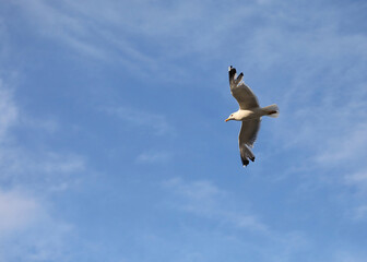 seagull with wide wingspan flies up freely in the blue sky in summer