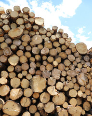 logs and stacked in the industrial sawmill for the production of lumber