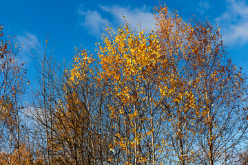 trees and plants in the autumn season