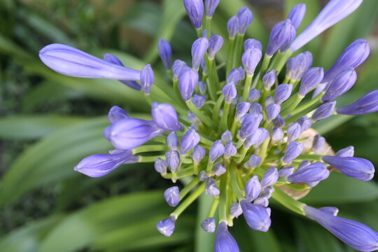 Flor de Agapanthus o Agapanto, origen Africa, floreciendo con color azul en primavera, presenta un diseño natural para decoraciones con fondo de hojas verdes en el jardìn.