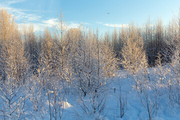 trees under the snow