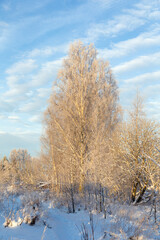 birch in winter day