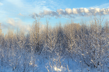 trees on a sunny winter day