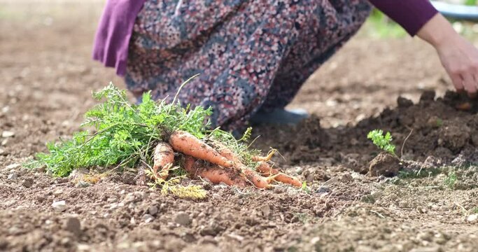 Farm specialist workers pulling out freshly picked carrots. Summer vegetable growth. Production of natural food. Agribusiness.