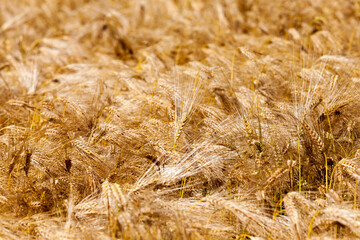 farming for growing rye and harvesting cereals