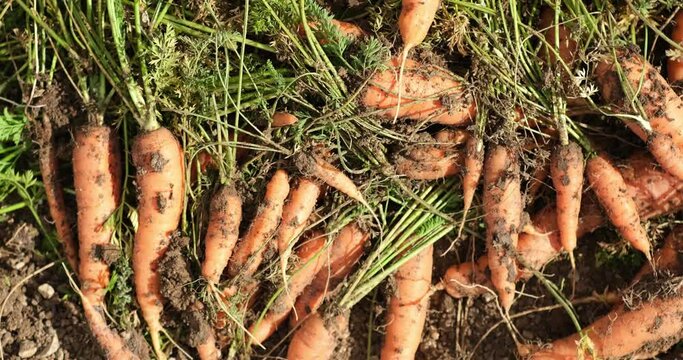Farm specialist workers pulling out freshly picked carrots. Summer vegetable growth. Production of natural food. Agribusiness.