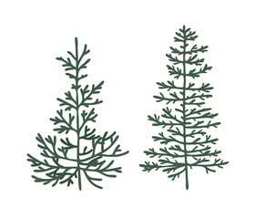 Coniferous branch. Cedar, pine, spruce. Silhouette of a Christmas tree for decoration. Isolated vector element.