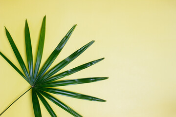 Green leave over the yellow background with copy space.