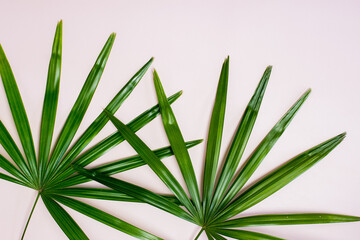 Green leaves over the pink background with copy space.