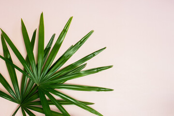 Fototapeta premium Green leaves over the pink background with copy space. 