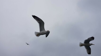 Seagulls by the sea