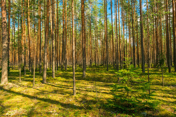 Coniferous green pine forest landscape in summer, Karelia, Russia