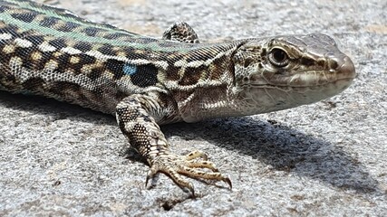 Green lizard close up shot.