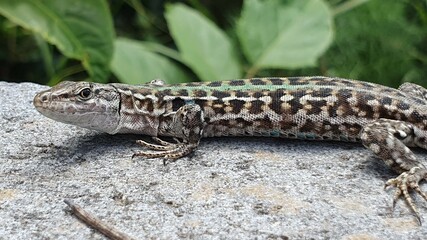 Green lizard close up shot.