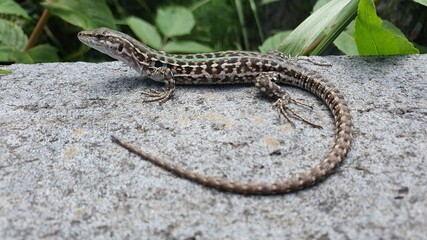 Green lizard close up shot.