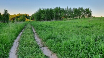 The road in the field to the forest.