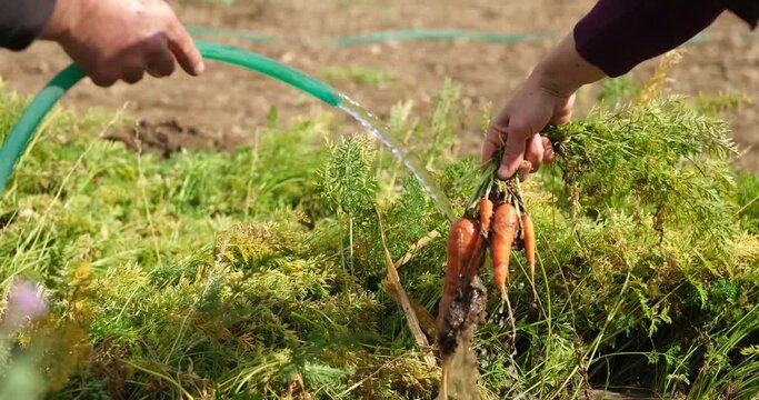 Farm specialist workers pulling out freshly picked carrots. Summer vegetable growth. Production of natural food. Agribusiness.