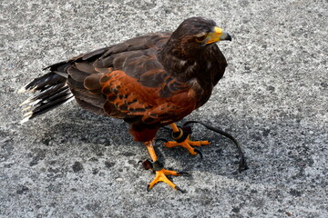 A close up on a big brown and black eagle with fluffy feathers and orange eyes walking along a pavement made out of concrete on a sunny summer day seen on a Polish countryside