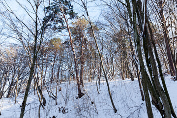 trees growing in the park covered with snow and ice