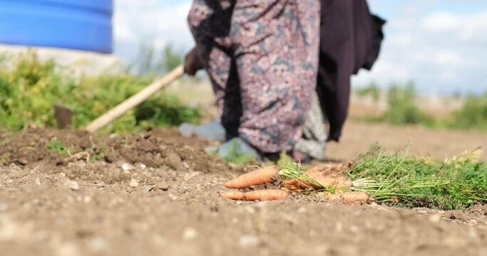 Farm specialist workers pulling out freshly picked carrots. Summer vegetable growth. Production of natural food. Agribusiness.